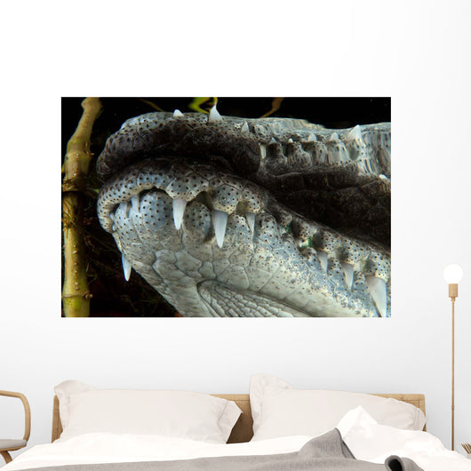 Close-up Snout Moreleti Crocodile Wall Decal