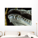 Close-up Snout Moreleti Crocodile Wall Decal