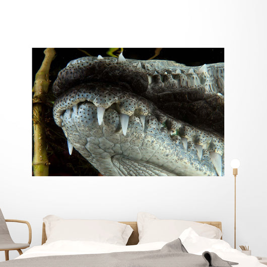 Close-up Snout Moreleti Crocodile Wall Decal
