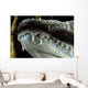 Close-up Snout Moreleti Crocodile Wall Decal