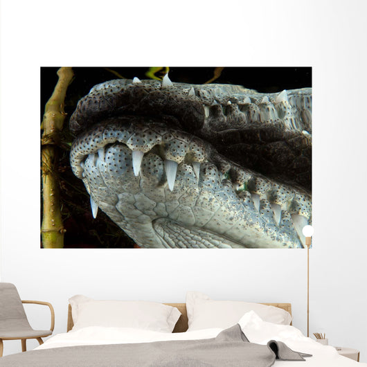 Close-up Snout Moreleti Crocodile Wall Decal
