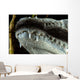 Close-up Snout Moreleti Crocodile Wall Decal