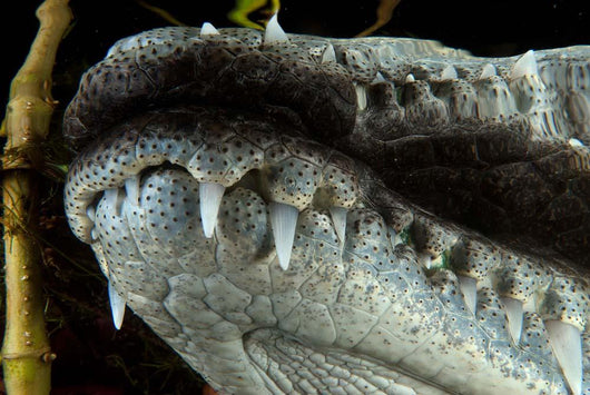 Close-up Snout Moreleti Crocodile Wall Decal