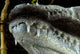 Close-up Snout Moreleti Crocodile Wall Decal