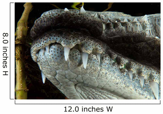 Close-up Snout Moreleti Crocodile Wall Decal