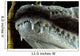 Close-up Snout Moreleti Crocodile Wall Decal