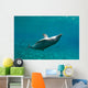 Bottlenose Dolphin Tursiops Truncatus Wall Decal Design 4
