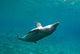 Bottlenose Dolphin Tursiops Truncatus Wall Decal Design 4