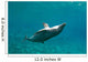 Bottlenose Dolphin Tursiops Truncatus Wall Decal Design 4
