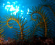 Golden Crinoid Davidaster Rubiginosus Wall Decal