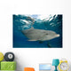 Bottlenose Dolphin Tursiops Truncatus Wall Decal Design 3