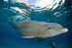 Bottlenose Dolphin Tursiops Truncatus Wall Decal Design 3