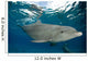 Bottlenose Dolphin Tursiops Truncatus Wall Decal Design 3