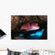 Mexican Hogfish Bodianus Diplotaenia Wall Decal Design 5