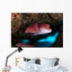 Mexican Hogfish Bodianus Diplotaenia Wall Decal Design 5