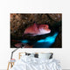 Mexican Hogfish Bodianus Diplotaenia Wall Decal Design 5