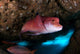 Mexican Hogfish Bodianus Diplotaenia Wall Decal Design 5