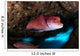 Mexican Hogfish Bodianus Diplotaenia Wall Decal Design 5