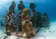 Sea Sculptures Caribbean Sea Wall Decal