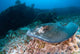 Southern Stingray Dasyatis Americana Wall Decal Design 2