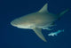 Bull Shark Their Annual Wall Decal