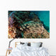 Banded Guitarfish Zapteryx Exasperata Wall Decal Design 3