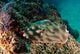 Banded Guitarfish Zapteryx Exasperata Wall Decal Design 3