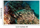 Banded Guitarfish Zapteryx Exasperata Wall Decal Design 3