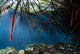 Mangrove Roots Casa Cenote Wall Decal