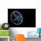 Moon Jellyfish Aurelia Aurita Wall Decal Design 1