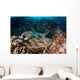 Banded Guitarfish Zapteryx Exasperata Wall Decal Design 2