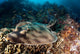 Banded Guitarfish Zapteryx Exasperata Wall Decal Design 2