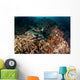 Banded Guitarfish Zapteryx Exasperata Wall Decal Design 1