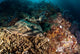 Banded Guitarfish Zapteryx Exasperata Wall Decal Design 1