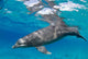 Bottlenose Dolphin Tursiops Truncatus Wall Decal Design 2