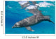 Bottlenose Dolphin Tursiops Truncatus Wall Decal Design 2