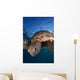 Green Sea Turtle Chelonia Wall Decal Design 7