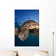 Green Sea Turtle Chelonia Wall Decal Design 7