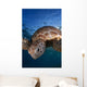 Green Sea Turtle Chelonia Wall Decal Design 7