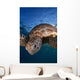 Green Sea Turtle Chelonia Wall Decal Design 7