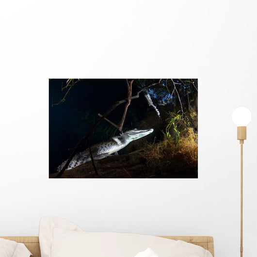 Moreleti Crocodile Crocodilus Moreleti Wall Decal Design 3