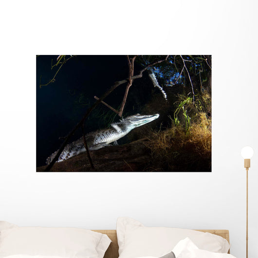 Moreleti Crocodile Crocodilus Moreleti Wall Decal Design 3