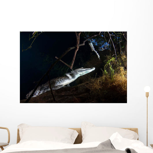 Moreleti Crocodile Crocodilus Moreleti Wall Decal Design 3