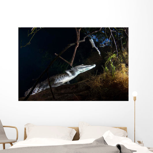Moreleti Crocodile Crocodilus Moreleti Wall Decal Design 3