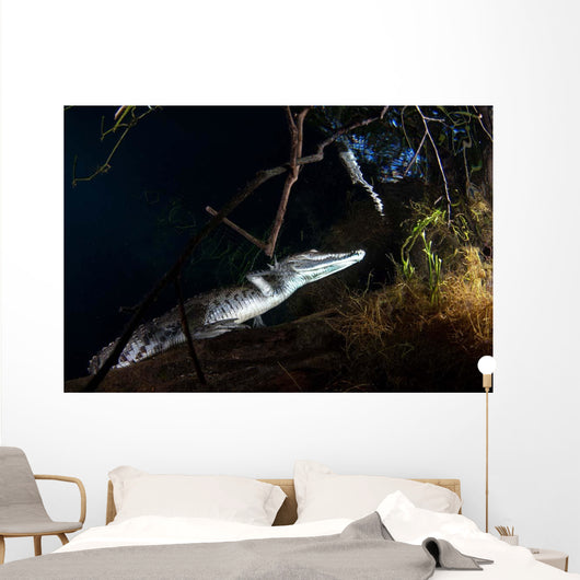Moreleti Crocodile Crocodilus Moreleti Wall Decal Design 3
