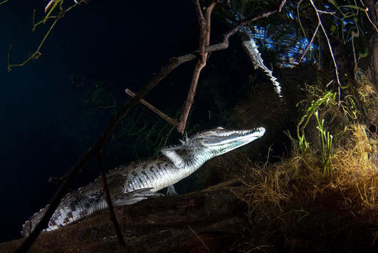 Moreleti Crocodile Crocodilus Moreleti Wall Decal Design 3