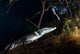 Moreleti Crocodile Crocodilus Moreleti Wall Decal Design 3