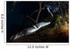 Moreleti Crocodile Crocodilus Moreleti Wall Decal Design 3