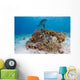Bottlenose Dolphin Tursiops Truncatus Wall Decal Design 1