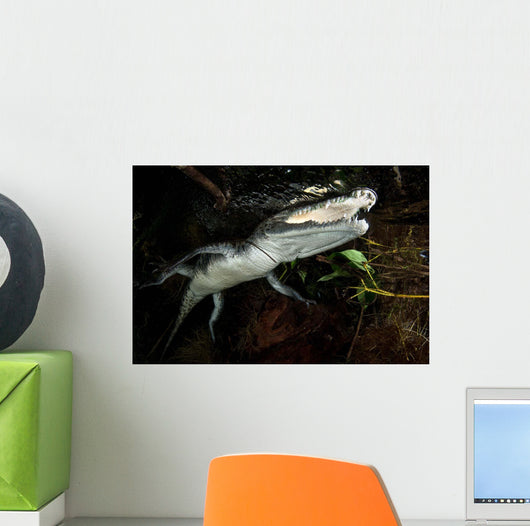 Moreleti Crocodile Crocodilus Moreleti Wall Decal Design 2
